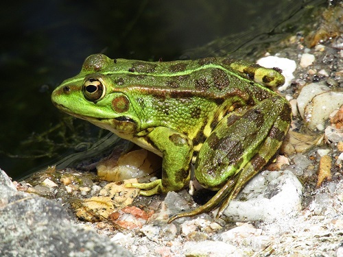 la rana verde comun es un anfibio