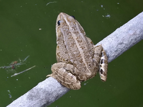 la rana comun es un ejemplo de anfibio