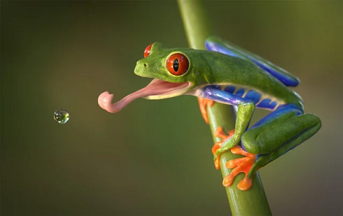 rana de ojos rojos es un ejemplo de animal anfibio