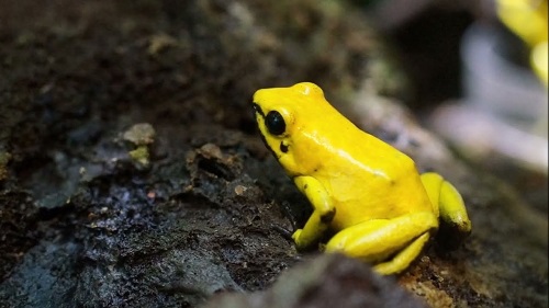 la rana dorada venenosa es un animal anfibio