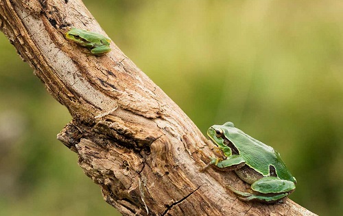 la rana arboricola europea es un anfibio