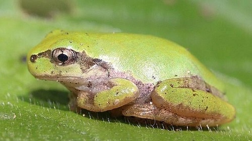 rana japonesa es un ejemplo de anfibio