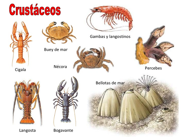 los crustaceos son alergenos