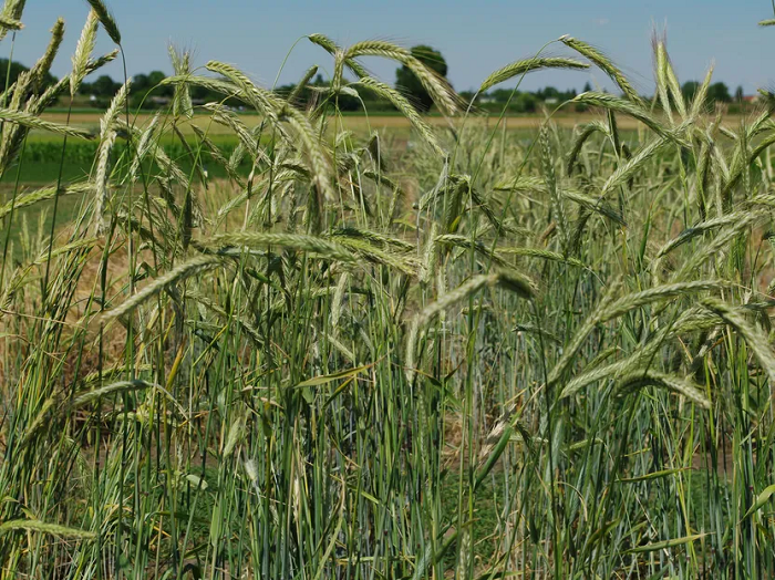 cultivo de centeno