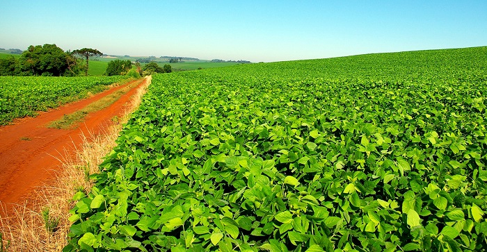 cultivo de soja en Winsconsin