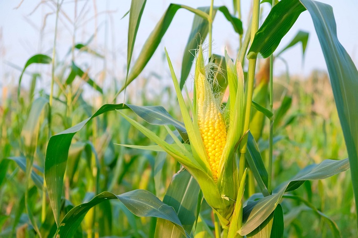 el maiz el cultivo mas importante del mundo