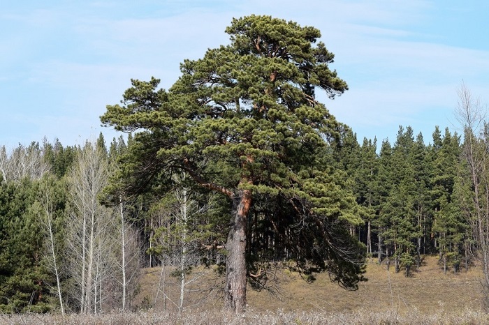 pino silvestre es muy requerido en la industria forestal