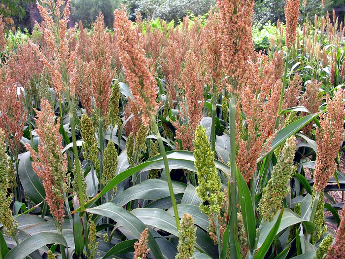 plantas de sorgo en un cultivo agricola