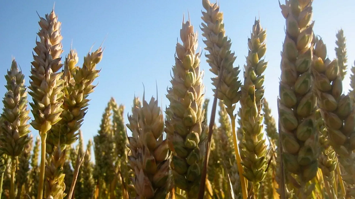 trigo es la flora agricola mas cultivada en el planeta