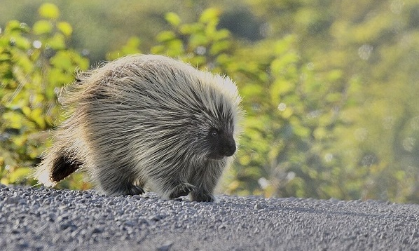 animales que empiezan con la letra U; urson