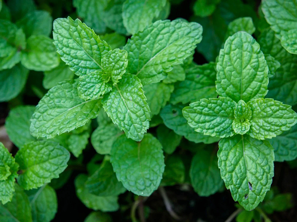 la menta es una de las plantas perennes mas conocidas