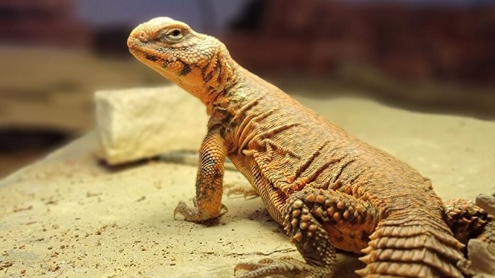 animales que empiezan con la letra U; uromastix