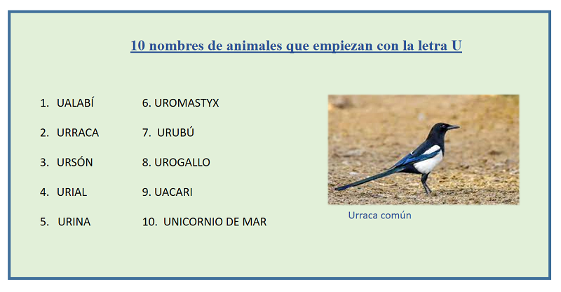 10 nombres de animales con u